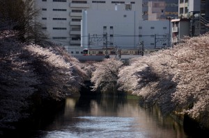 04_お花見散歩