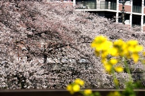 菜の花と桜