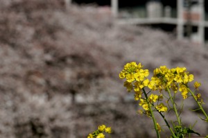 菜の花と桜