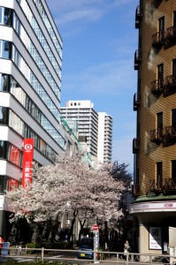 街の桜