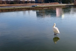 白鳥のスケート