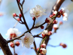 天神様の梅