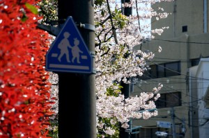 街角の桜