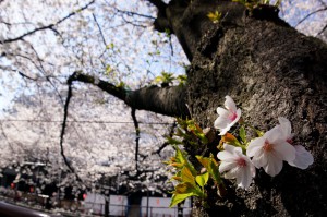 01_お花見散歩